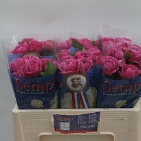 Роза кустовая Misty Bubbles дл.50 10шт