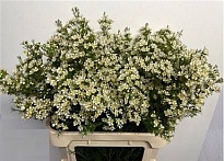 Хамелациум (Waxfl) Arbel 5шт