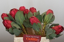 Протея Grandiceps 1шт