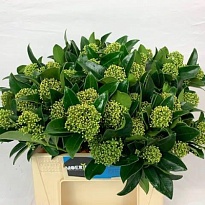 Скимия White Globe пучок 1шт