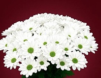 Хризантема кустовая Chic (Italia) 5шт