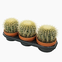 Эхинокактус Грузони d17 h25 4шт
