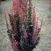 Барбарис (Berberis) тунб. Ред Пиллар d9 h30 18шт