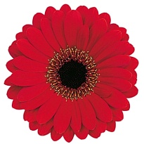 Гербера mini Purple Wonder 30 шт