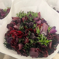 Анемона Mistral Plus Magenta 10шт