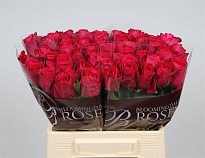 Роза Madam Cerise дл.40 10шт