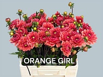 Георгин Orange Girl 10шт