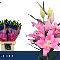 Лилия or. Praiano 4+ 10шт