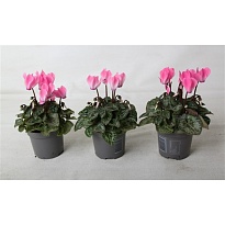 Цикламен Верано Неон Пинк d9 h20 14шт