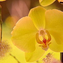Орхидея Фален. Еллоу 3ст d12 h55 10шт
