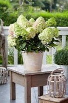 Гортензия (Hydrangea) метельчатая Литтл Фреско d12 h20-30 8шт