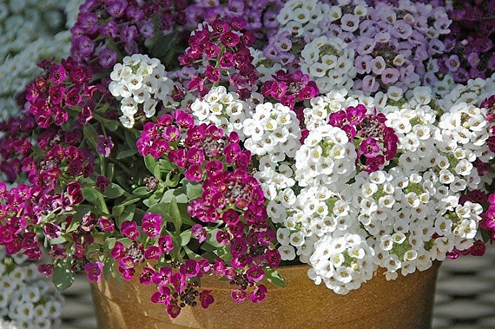 Алиссум (кассета 6шт) ПО 1шт