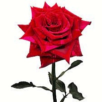 Роза Dimaflora Red Panther дл.50 25шт