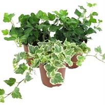 Хедера Хеликс микс d13 h40 6шт