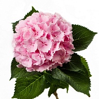 Гортензия Verena дл.80 d25-26 1шт