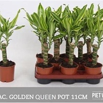 Драцена Голден Квин d11 h40 8шт