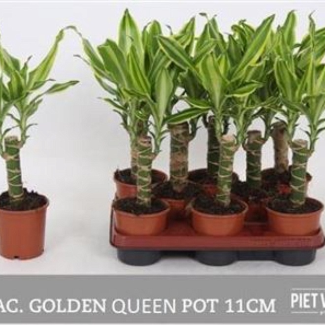 Драцена Голден Квин d11 h40 8шт