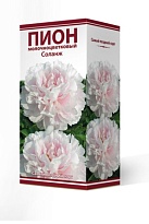 Пион молочноцветковый Соланж 2/3 1шт