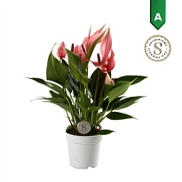 Антуриум Лилли d9 h30 12шт