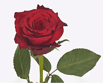 Роза Enkasiti Infra Red дл.50 10шт