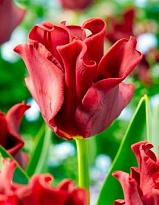 Тюльпан Red Dress 10шт