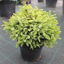 Ель (Picea) сербская Нана 2л h20-25 1шт