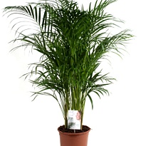 Арека d24 h150 1шт