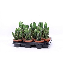 Кактус Цереус Флорида d10 h15 9шт