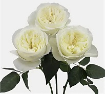 Роза куст. Tambuzi Leonora дл.53 12шт