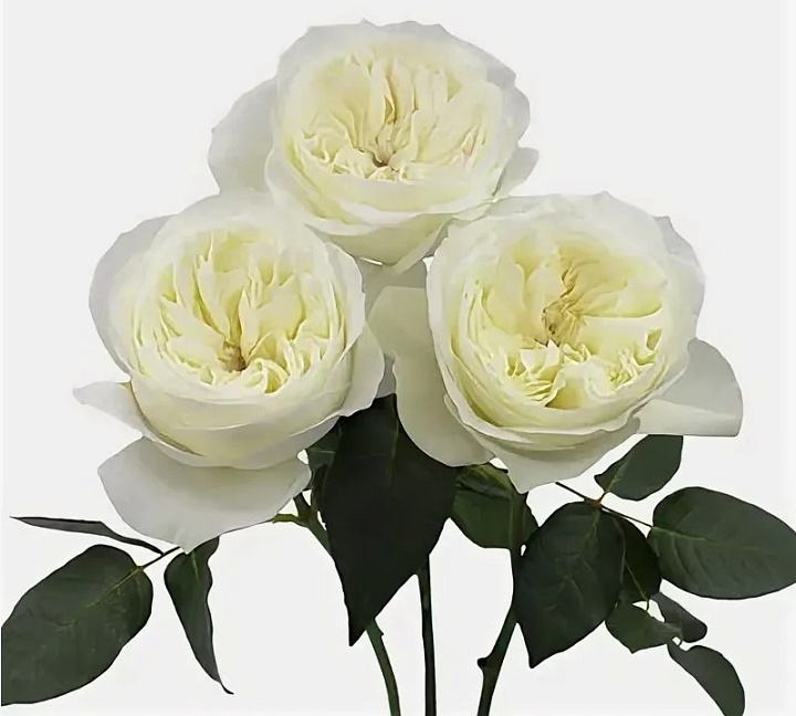 Роза куст. Tambuzi Leonora дл.53 12шт
