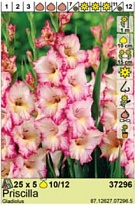 Гладиолус Присцилла 10/12 5шт*