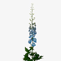 Дельфиниум Aurora Light Blue 10шт