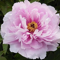 Пион Нефритовый цветок древовидный/Цв.Кор