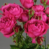 Роза Marvellous Bubbles кустовая (Ц) дл.70 10шт/уп