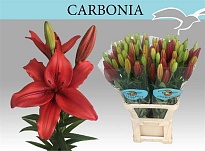Лилия La Carbonia 4+ 10шт