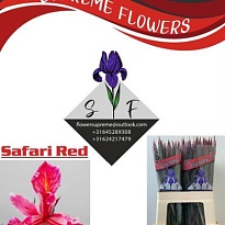 Ирис Paint Safari Red 50 шт