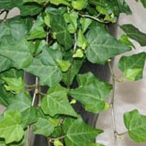 Хедера Хеликс Леди Кей d13 h30 6шт