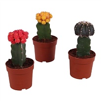 Гимнокалициум яп. микс d10 h20 9шт