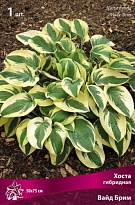 Хоста гибридная Вайт Фезер 1шт