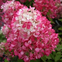 Гортензия (Hydrangea) метельчатая Диамант Руж 3,6л h30-40 1шт