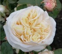 Роза Присцилла пионовид. (МЦ) дл.50 10шт/уп