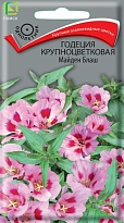 Годеция крупноцветковая Майден Блаш 0,2г /Поиск