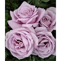 Роза Imperial Rose (B.Topalovic) Мунлайт ч-г Цв.Кор.
