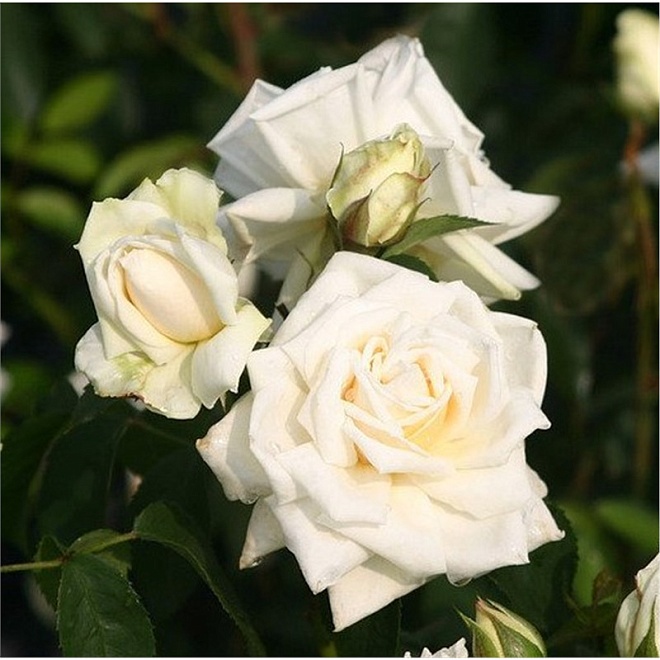 Роза Imperial Rose (B.Topalovic) Илзе Крон Супериор плет. (ЗКС) 2л 1шт