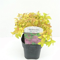 Спирея (Spiraea) японская Голдфлейм d17 h30 6шт