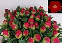 Пион Red Red Rose 5шт