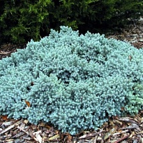 Можжевельник (Juniperus) чешуйчатый Блю Стар d17 h25 6шт