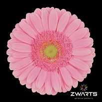 Гербера Glossy 25шт