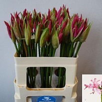 Нерине Bow. Favoriet 10шт