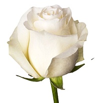 Роза Herrera Farms - Hfarms Cia Ltda Proud дл.70 25шт